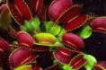 /album/fotogaleria-dionaea/prevziat-4-jpg1/